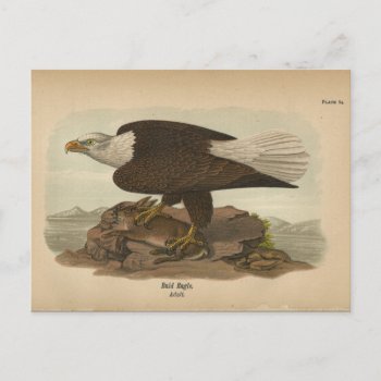 1890 Bird Bald Eagle Postcard by AcupunctureProducts at Zazzle