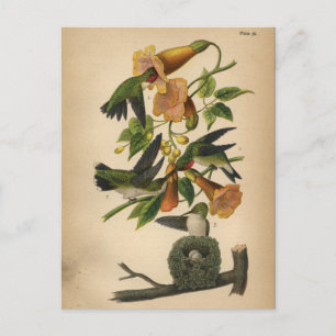 1890 Bird Postcard Ruby-throated Hummingbird