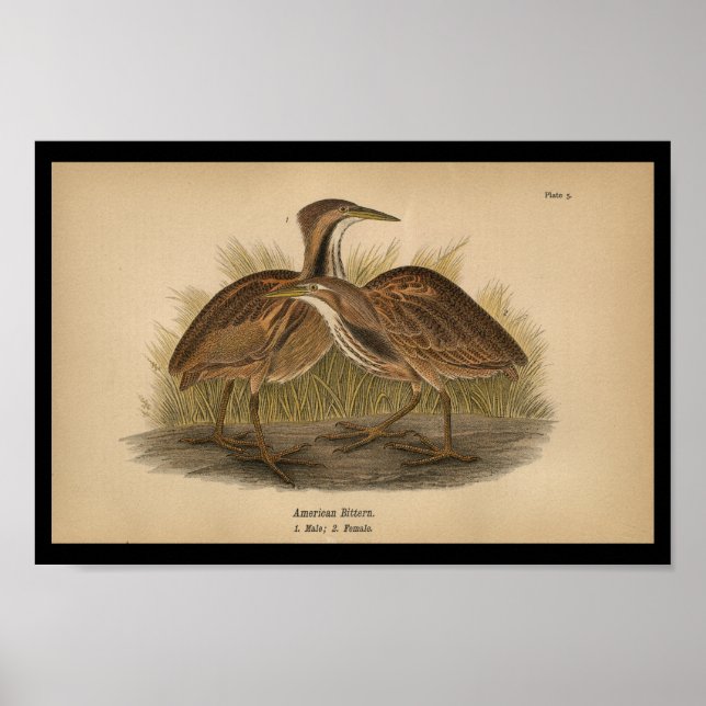 1890 Bird Print American Bittern (Front)