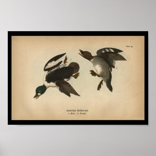 1890 Bird Print American Golden_eye Duck