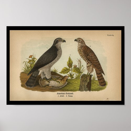 1890 Bird Print American Goshawk