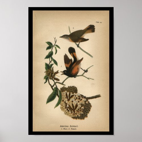 1890 Bird Print American Redstart