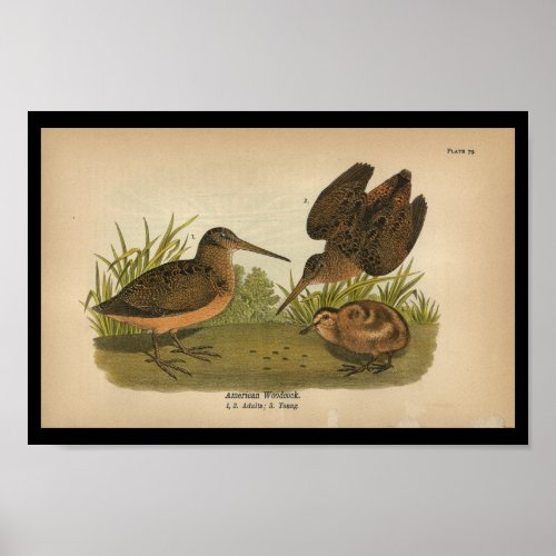 1890 Bird Print American Woodcock