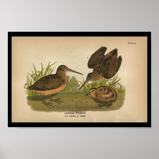 1890 Bird Print American Woodcock (Front)