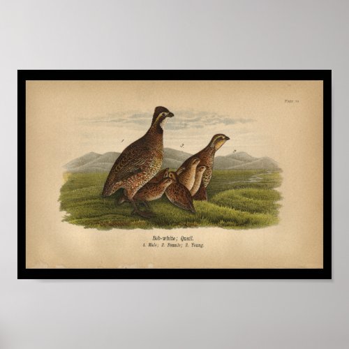 1890 Bird Print Bob_white Quail