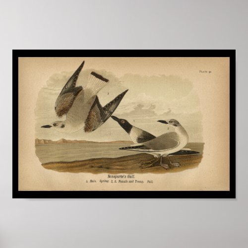 1890 Bird Print Bonapartes Gull