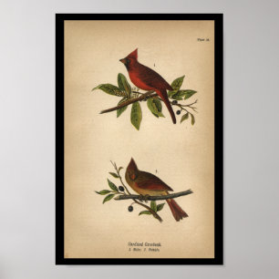 1890 Bird Print Cardinal Grosbeak