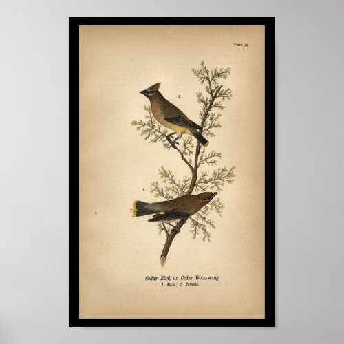 1890 Bird Print Cedar Bird