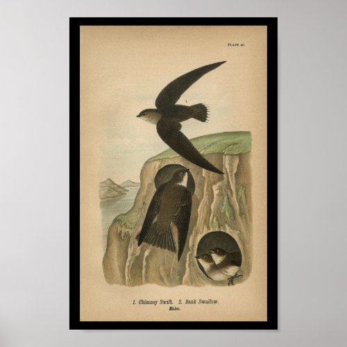 1890 Bird Print Chimney Swift