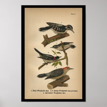 1890 Bird Print Downy Woodpecker