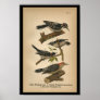1890 Bird Print Downy Woodpecker