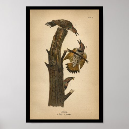 1890 Bird Print Flicker