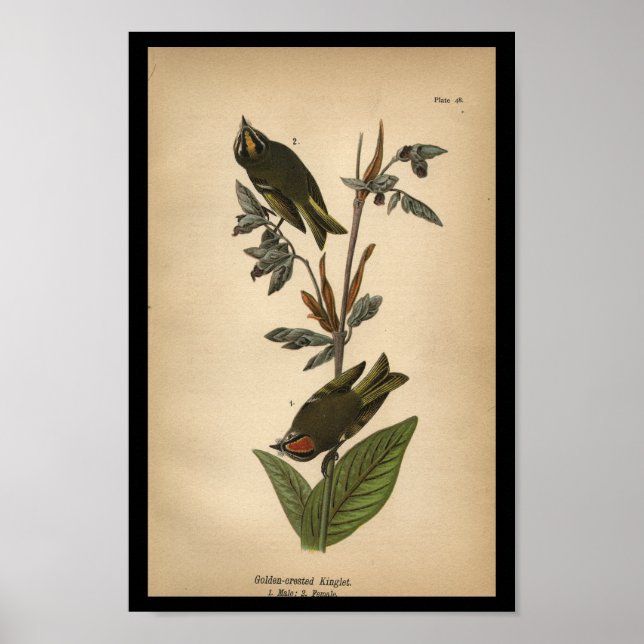 1890 Bird Print Golden-crested Kinglet (Front)