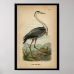 1890 Bird Print Great Blue Heron at Zazzle