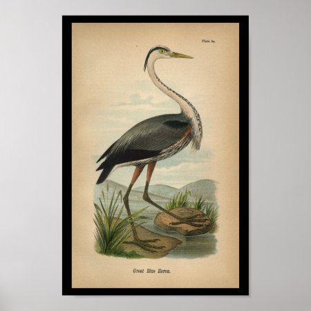 1890 Bird Print Great Blue Heron