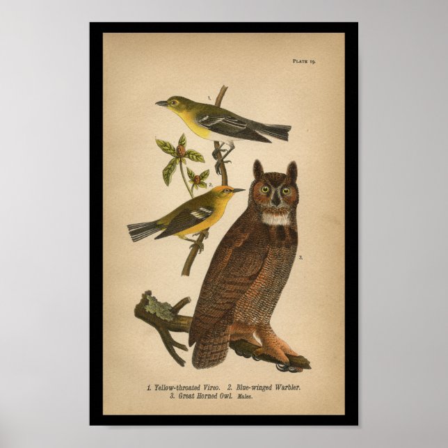 1890 Bird Print Great Horned Owl (Front)