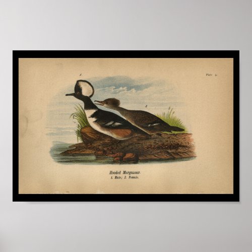 1890 Bird Print Hooded Merganser