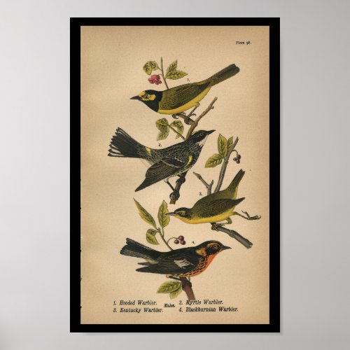 1890 Bird Print Hooded Warbler
