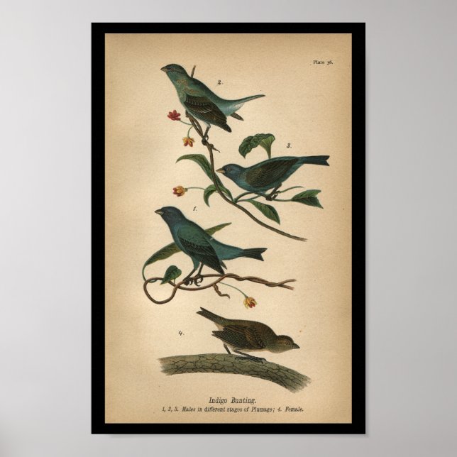 1890 Bird Print Indigo Bunting (Front)