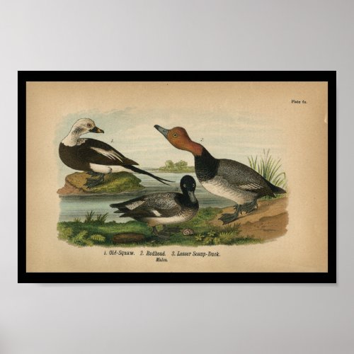 1890 Bird Print Lesser Scaup Duck