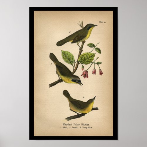 1890 Bird Print Maryland Yellow Warbler
