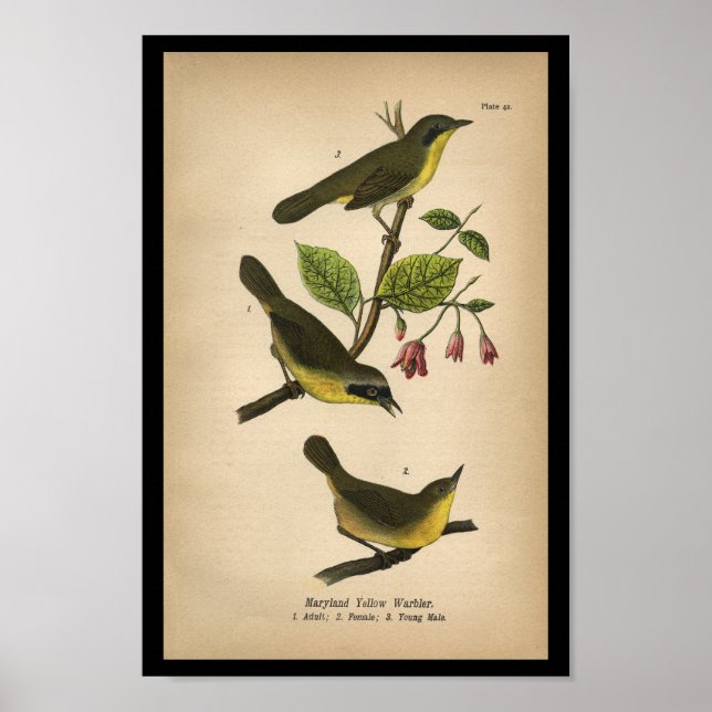 1890 Bird Print Maryland Yellow Warbler (Front)