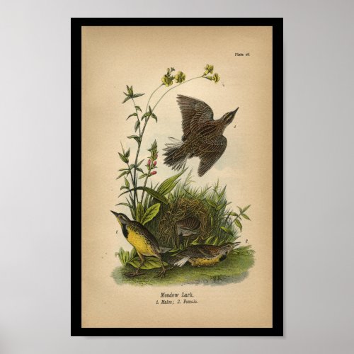 1890 Bird Print Meadow Lark