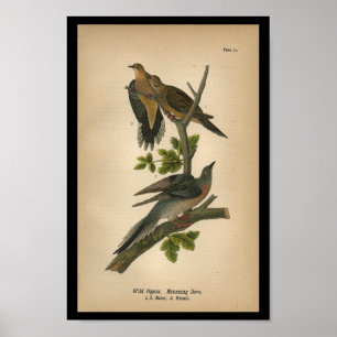 1890 Bird Print Mourning Dove
