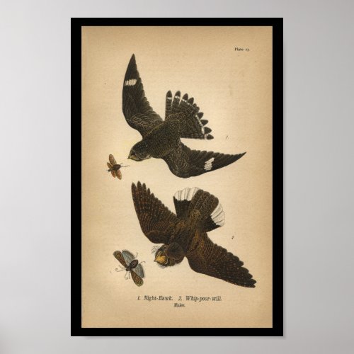 1890 Bird Print Night Hawk