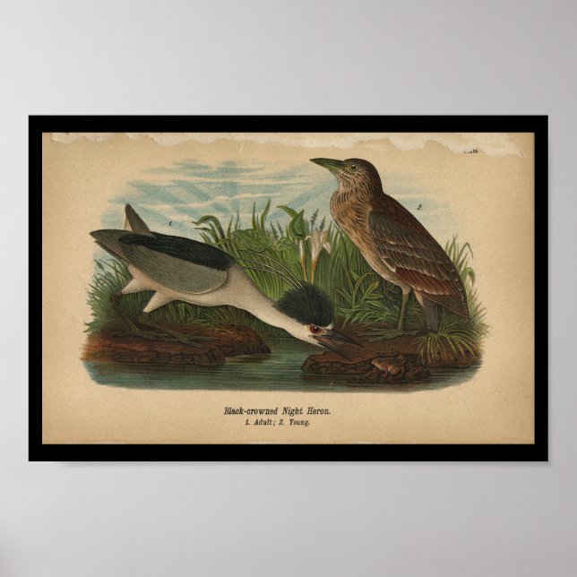 1890 Bird Print Night Heron (Front)