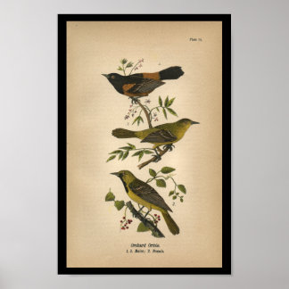 Vintage Bird Posters | Zazzle