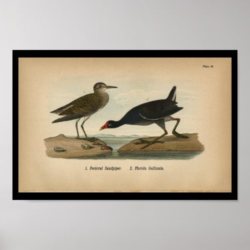 1890 Bird Print Pectoral Sandpiper