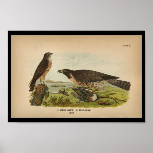 1890 Bird Print Peregrine Falcon