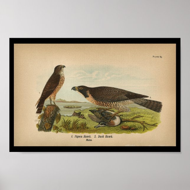 1890 Bird Print Peregrine Falcon (Front)