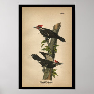 1890 Bird Print Pileated Woodpecker