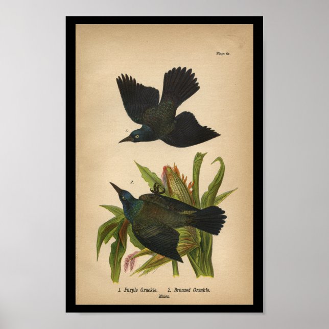 1890 Bird Print Purple Grackle (Front)