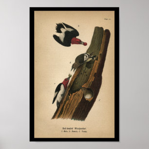 1890 Bird Print Red-headed Woodpecker
