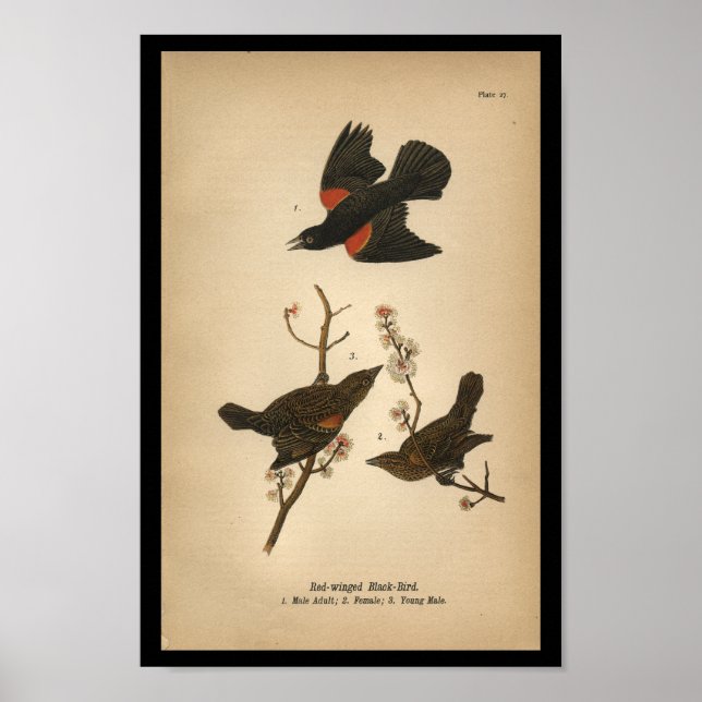 1890 Bird Print Red-winged Black Bird (Front)