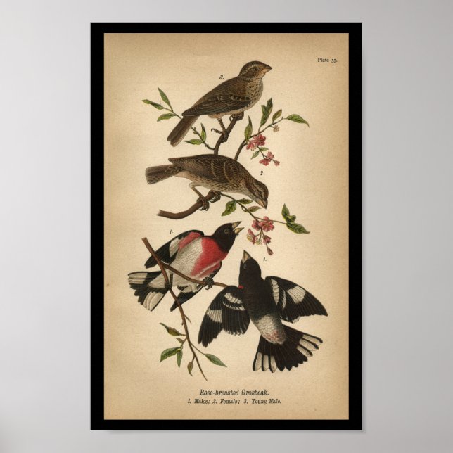 1890 Bird Print Rose-breasted Grosbeak (Front)