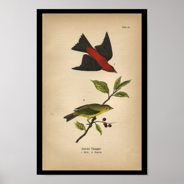 1890 Bird Print Scarlet Tanager (Front)