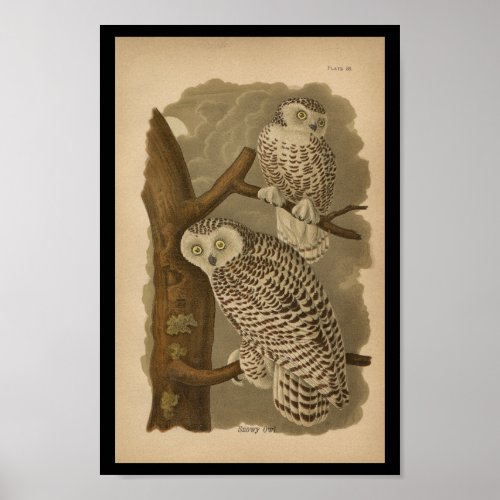 1890 Bird Print Snowy Owl