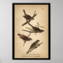 1890 Bird Print Song Sparrow