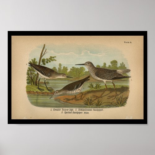 1890 Bird Print Spotted Sandpiper Vintage