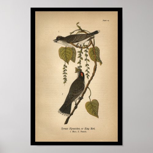 1890 Bird Print Tyrant Flycatcher