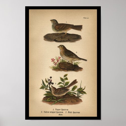 1890 Bird Print Vesper Sparrow