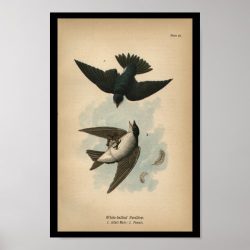 1890 Bird Print White_bellied Swallow