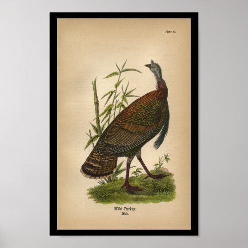 1890 Bird Print Wild Turkey