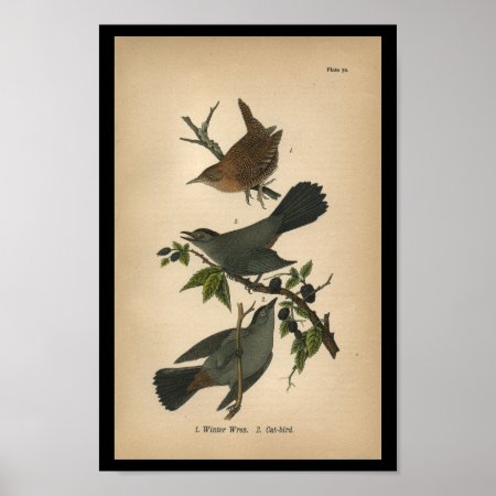 1890 Bird Print Winter Wren