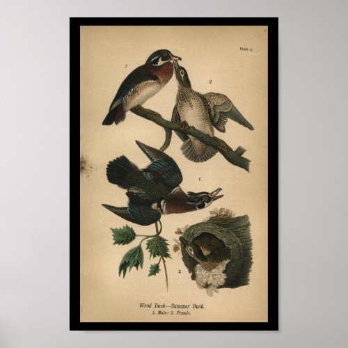 1890 Bird Print Wood Duck