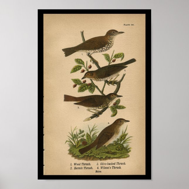 1890 Bird Print Wood Thrush (Front)